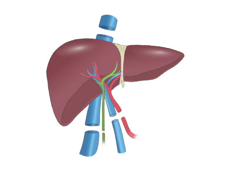 Liver surgery procedure